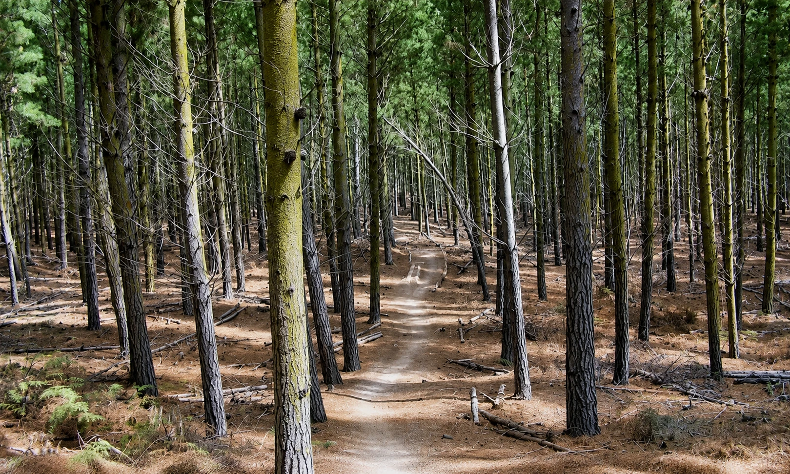 Mountain bike trail winding through Bottle Lake Forest in Christchurch